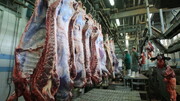 قیمت گوشت به زودی ارزان می‌شود