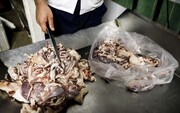 فروش گوشت خوک در ایلام + بازداشت مرد قصاب
