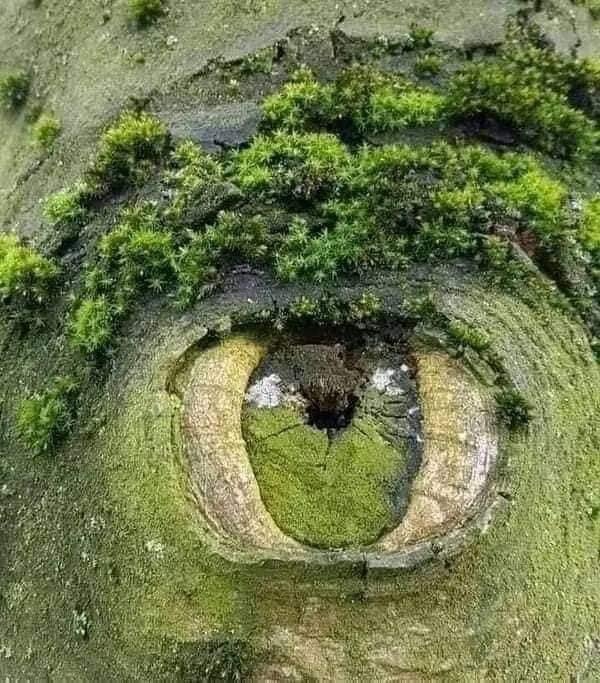 چشم های زمین