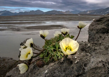 در جستجوی گلی که در مرز شمالی جهان شکوفا می‌شود / داستانی از خشخاش قطبی