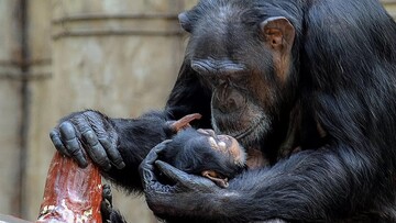 عزاداری عجیب شامپانزه برای  نوزاد مرده‌اش