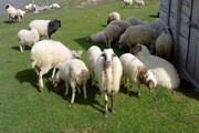 قیمت هر کیلو گوسفند زنده ۳۰۵ هزار تومان شد