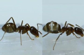 کافئین، راهنمای مورچه‌ها در دنیای غذا!