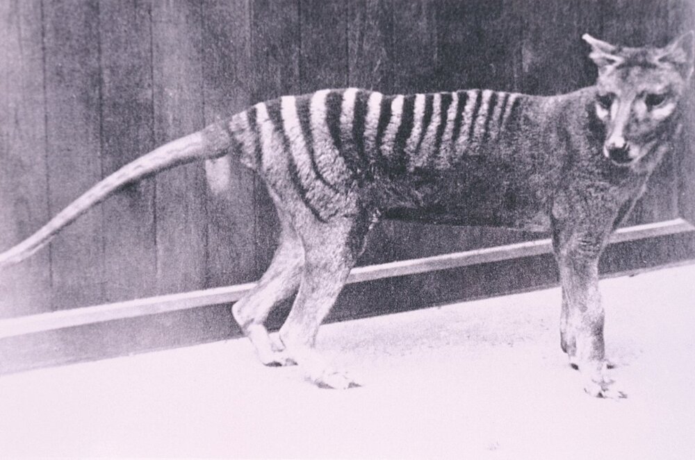 دیده شدن حیوانی که ۹۰سال قبل منقرض شد!