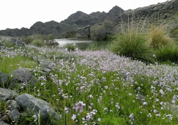 گشتی در سرزمین نخلستانهای کهنوج کرمان