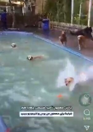 کافه سگ‌ها در شمال تهران پلمب شد
