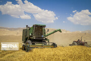 ایران یازدهمین تولیدکننده گندم جهان