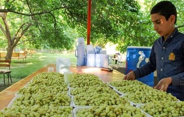 ۵۷۰ تن توت در باغات کرمانشاه تولید می‌شود