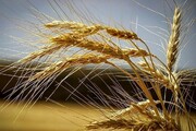 خبر خوش برای گندم‌کاران در سال ۱۴۰۳ / ۱۰ میلیون تن گندم خریداری می شود