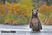 افزایش شکار خرس در ایران برای روغن / روغن خرس ۳ میلیون تومان!