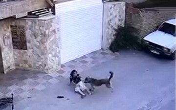 حمله وحشتناک سگ وحشی به دختر ۸ ساله در خیابان +  فیلم