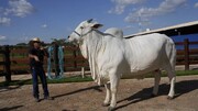این گاو زیبا گران‌ترین گاو دنیا است؟ + از قیمتش حیرت می کنید! / فیلم