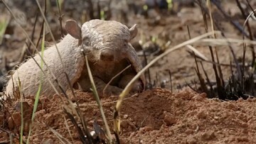 حیوانات عجیب آمریکای جنوبی که از دیدنشان حیرت می کنید! + فیلم