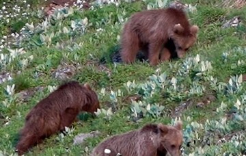 تصاویر دیدنی از علف خوردن بچه خرس‌های قهوه‌ای در پارک ملی گلستان + فیلم