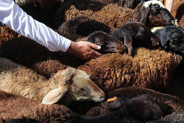 قیمت جدید دام زنده / گوسفند زنده ۳۲۵ هزار تومان