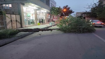 کنده شدن درختان بر اثر وزش باد شدید در چهاربرج + فیلم