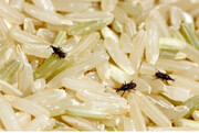 بهترین روش از بین بردن حشره برنج