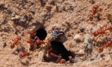 نتیجه شگفت‌انگیز ریختن سیمان در لانه متروکه مورچه! + فیلم