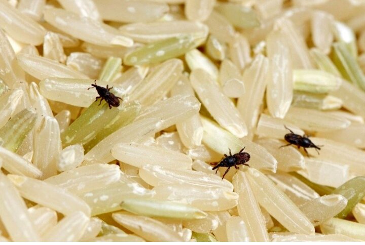 بهترین روش از بین بردن حشره برنج