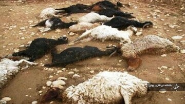 جان باختن ۷۲ راس گوسفند در مهاباد درپی اصابت رعد و برق + فیلم