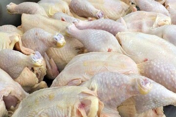 قیمت جدید مرغ در بازار / هر کیلو سینه مرغ ۲۵۴ هزار تومان