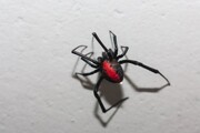دیده شدن سمی ترین عنکبوت دنیا در جزیره قشم / فیلم