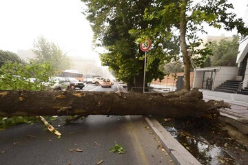 سقوط یک درخت در بلوار کشاورز تهران / فیلم