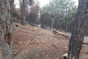 علت خشک شدن درختان منطقه چیتگر چیست؟