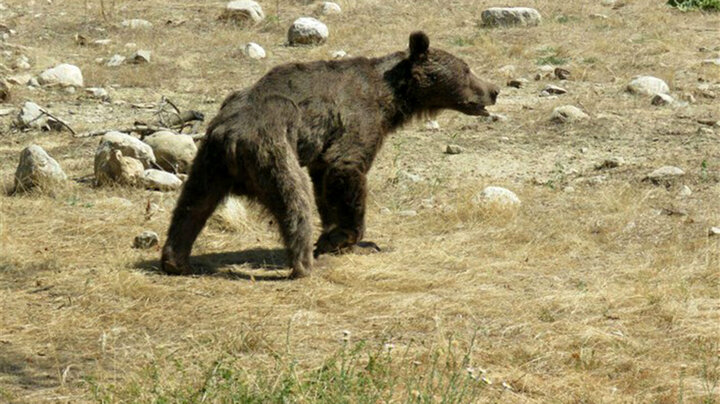 حمله وحشتناک یک خرس به مرد خوزستانی