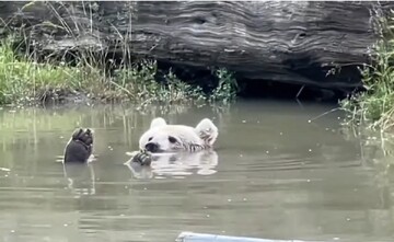 خوشحالی عجیب یک خرس هنگام آبتنی + فیلم