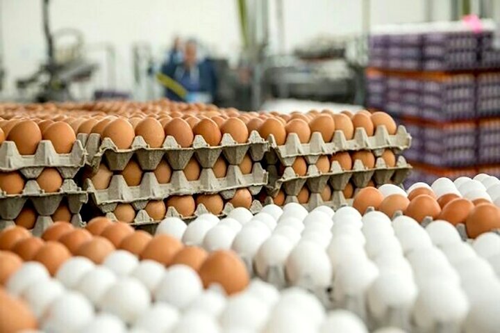 کاهش قیمت تخم مرغ در بازار / هر شانه تخم مرغ ۳۰ عددی چند؟