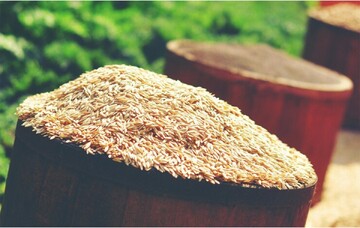 فواید باورنکردنی سبوس برنج برای سلامتی بدن
