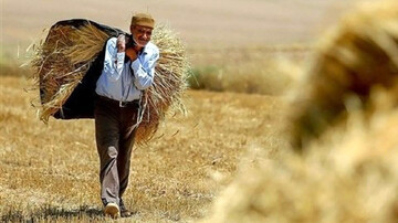 نیمی از پول گندم کاران پرداخت شد