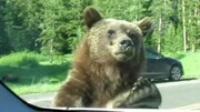 حمله وحشتناک خرس به خودروی ولوو یک ایرانی! / فیلم