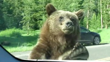 حمله وحشتناک خرس به خودروی ولوو یک ایرانی! / فیلم