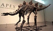 حراج عجیب دایناسور ۱۶۱ میلیون ساله! + عکس