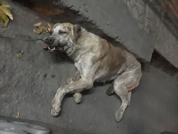 جزئیات ماجرای به دار آویختن یک قلاده سگ در چالوس
