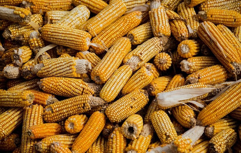 ۶ خوردنیِ تابستانی که زندگیتان را به هم میریزند!