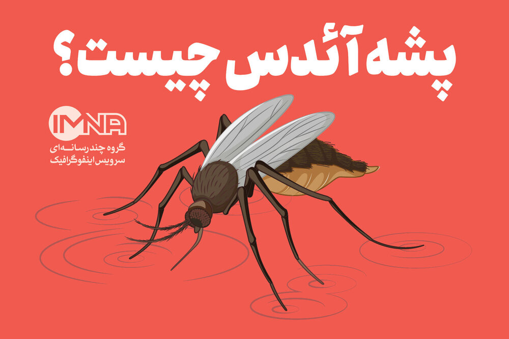 هر آنچه باید از پشه آئدس و بیماری تب دنگی بدانیم/ راه پیشگیری و درمان چیست؟