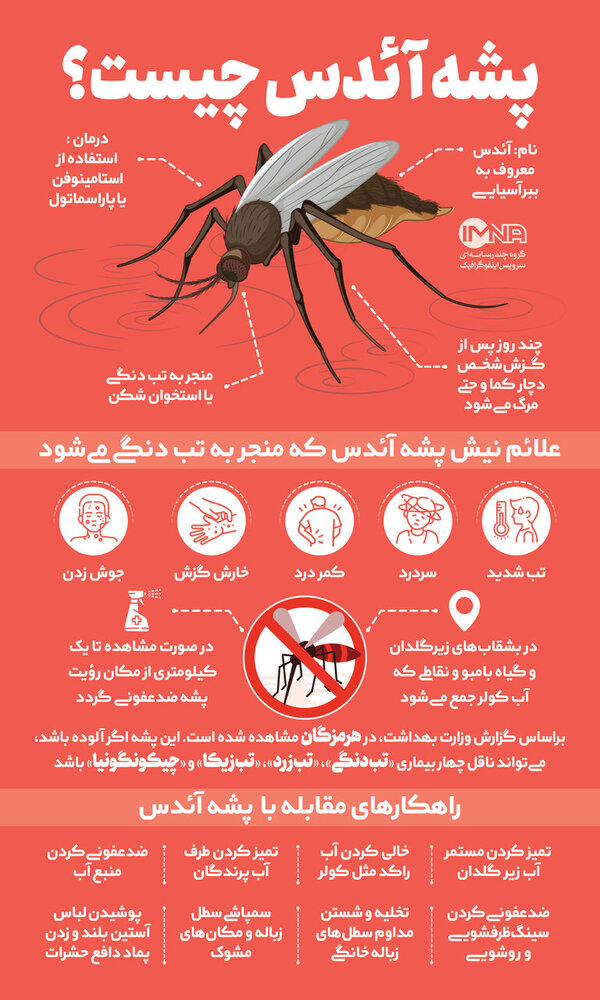 هر آنچه باید از پشه آئدس و بیماری تب دنگی بدانیم/ راه پیشگیری و درمان چیست؟