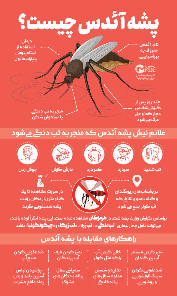 هر آنچه باید از پشه آئدس و بیماری تب دنگی بدانیم/ راه  پیشگیری و درمان چیست؟