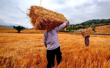 تاخیر در پرداخت مطالبات گندم‌کاران به ۴ ماه رسید /چرا پول گندمکاران پرداخت نمی شود؟