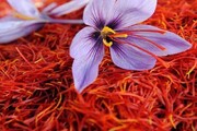 تاثیر شگفت آور زعفران روی خلق و خو