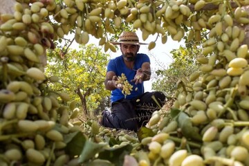 نابودی ۴۰ هزار تن پسته به دلیل کمبود برق