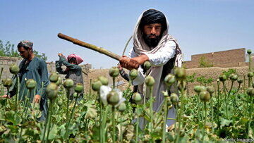 از بین بردن زمین‌های کشت تریاک توسط طالبان