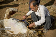 تصاویر دیده نشده از پشم‌چینی گوسفندان در کجور مازندران + فیلم