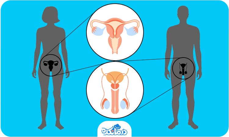 زگیل تناسلی بعد از چند وقت نمایان میشود؟