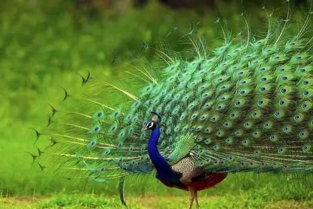 غذاهای عجیب و غریبی که مردم جهان در گذشته میخوردند