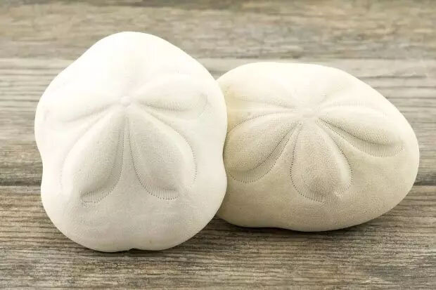 غذاهای عجیب و غریبی که مردم جهان در گذشته میخوردند