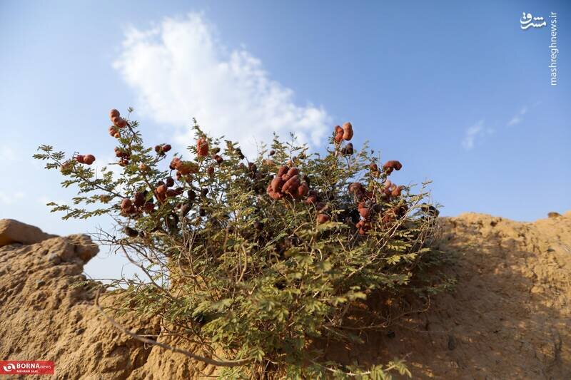 تصاویر باورنکردنی از روستای وشتکان دلیجان